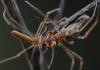 Tetragnatha sp.